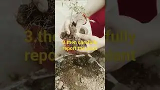 this video tell about to report plant . Sub for more.#garden
