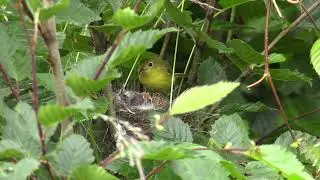 Bird Feeding Hatchlings 4K Stock Videos | Free stock footage - No Copyright | All Video Free