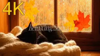 Rain Sounds on the Window | Cozy CatAmbience for Deep Sleep - Autumn Leaves and Afternoon Rain