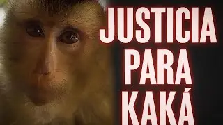 Monkey Kaká no está sola… seguimos aquí por ella ❤️ #JusticiaParaKaka