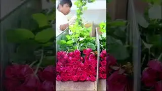 Wholesale fresh flowers have a complete industrial process. #flowers #tulip #gardening