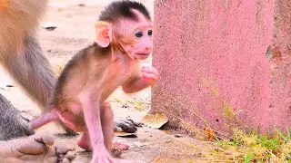 Live: Peaceful Family Play &mdash; Mama Monkey Keeps Her Baby Safe and Happy 🐒💛