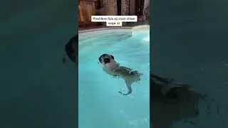 MON CHIEN CE NOIE