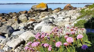 Walking on Herdla May 30th 2020
