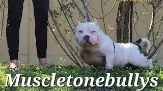 Muscletone's Figi