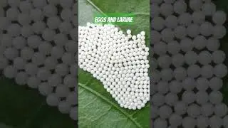 The Eggs and Larvae of Moth #nature #insects #rooftopgarden