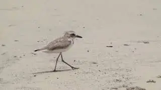 Greater Sand Plover