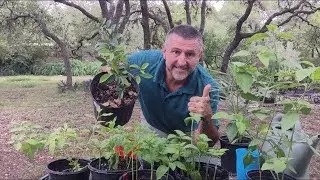 How to grow Shrimp and Potato Bushes from cuttings