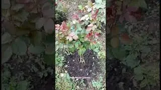 Кусты роз 