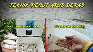 🔴 TERNYATA TEKNIK PECUT TERBUKTI AMPUH UNTUK MANCING DI AIR ARUS DERAS LANGSUNG PRAKTEK DI SPOT