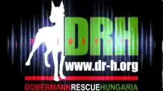 Dobermann Fajtament&eacute;s Magyarorsz&aacute;g