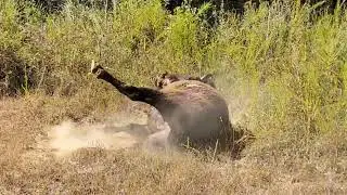Bison wallowing