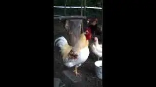 IMG_2917.MP4