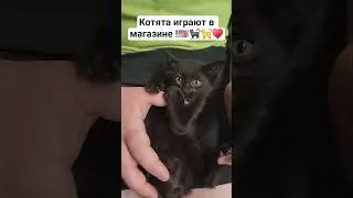 Котики Котята в Америке часть 2 #usa #cat #cats #shorts #кошка #кот #жизньвсша