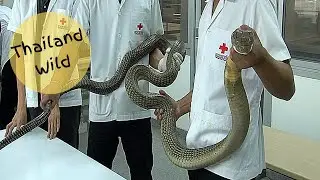 Injured King Cobra gets Stitches at Bangkok Snake Farm, Thailand
