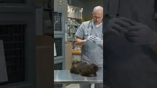 Essential FVRCP Vaccine Guide: Protect Your Cat with This Must-Know Information #shorts #FVRCP
