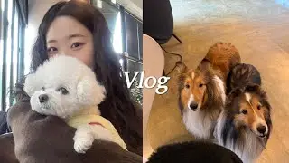 Vlog | 일상 브이로그 | 카페, 강아지, 요가, 떡볶이, 취준, 소금빵