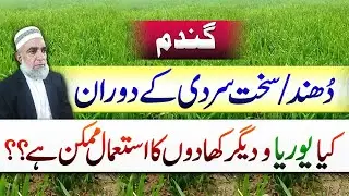 Fertilizer use in wheat during foggy weather || Crop Reformer
