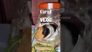 My First Pet Vlog: Meet my Fishes & Guinea Pig! 🐠🐹#FirstVlog #PetCare #GuineaPig #fishtank