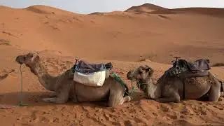 Desert   Dunes   Sand   Travel   Free HD Videos   No Copyright footage Nature Tour