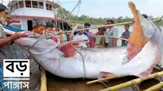 😱#amazing🐬#fishing🐠#world #cup #amazing #forests #viral #video 😱