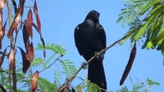 Large-billed Crow's call