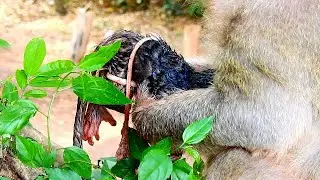 Fresh and big newborn baby monkey...Just born...
