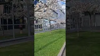 The blossoms #newzealand #nz #christchurch #tree #blossom #spring #scenery #flowers #pretty