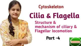Cilia & Flagella | Structure & mechanism of ciliary & flagellar locomotion |by onee gupta | In hindi