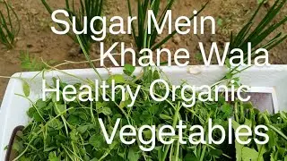 Organic Methi Saag  Lahsun Muli Saag Leafe Vegetables Harvesting 