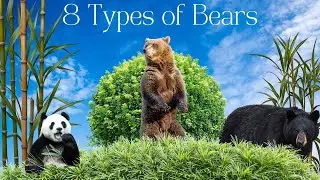 8 Types of Bears in the World