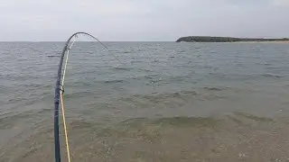 2 Hand Fly Fishing - Gator Bluefish