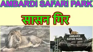 Sasan gir || jungle safari || ambardi safari park || सासन गिर || इतना बड़ा शेर देखने को मिला 🫣