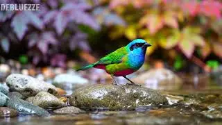 🌿 Gentle piano and meadow birdsong bringing harmony, calm, and deep relaxation 🌿
