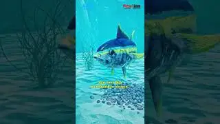 Takdir Ikan Tuna !! #laut  #faktamenarik
