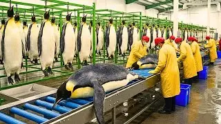 Inside the Penguin-Leather Factory: From Penguin Skin to Luxury Jacket (Full Process)