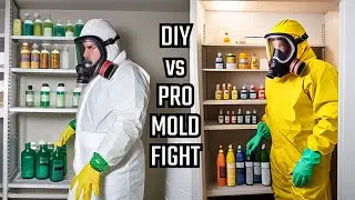 Mold Removal: Products vs. Professionals - Who Wins?