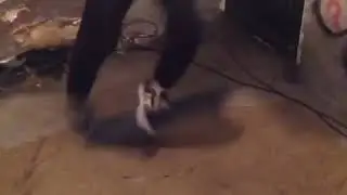 Carpetboarding✨✨@_jamiegriffin | Shralpin Skateboarding