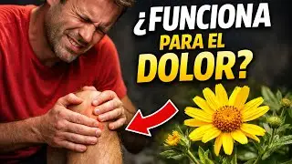 &Aacute;rnica: beneficios reales, usos correctos y errores comunes