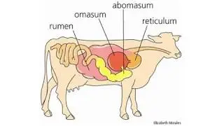 VETERINARY ANATOMY QUESTIONS AND ANSWERS - PART 9