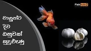 Importance of feeding Garlic to FISH | Sinhala |