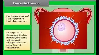 Ch 1 - Reproduction in Organisms | Post fertilization events