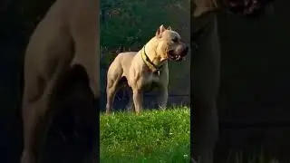 l size pitbull dog video ___________(pitbull loverz tv)))