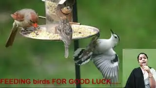 FEEDING BIRDS for good luck.....