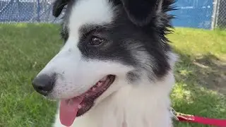Virtual Pet Adoption