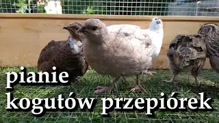 Pianie kogut&oacute;w przepi&oacute;rek