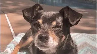 In Loving Memory | My beloved Pet Trooper