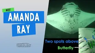Meet Amanda Ray, this female is a gentle giant manta ray