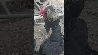 #birdsyoutube #birds #birdsounds #birdslover