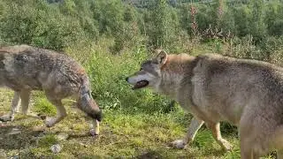 Wolves 🐺❤️
